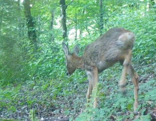 مشاهده خرس قهوهای و شوکا در این استان/ عکس