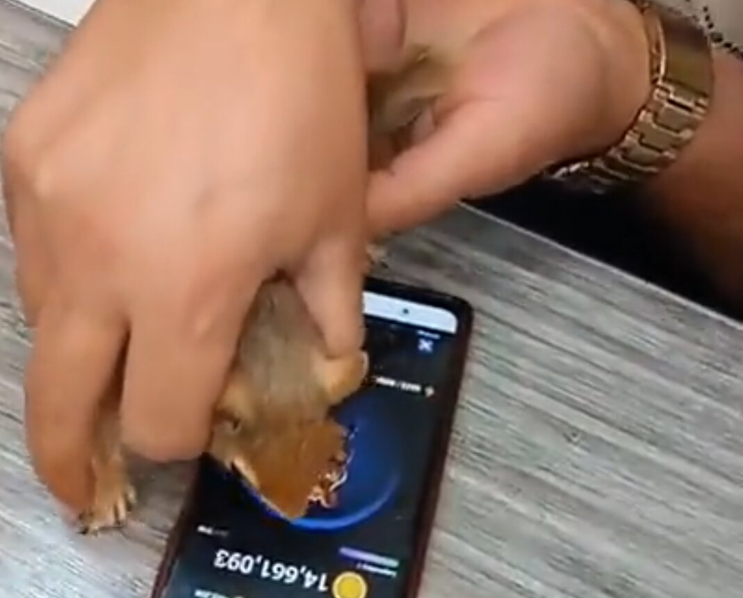 حیوانآزار اهل بازی همستر دستگیر شد / عکس 2