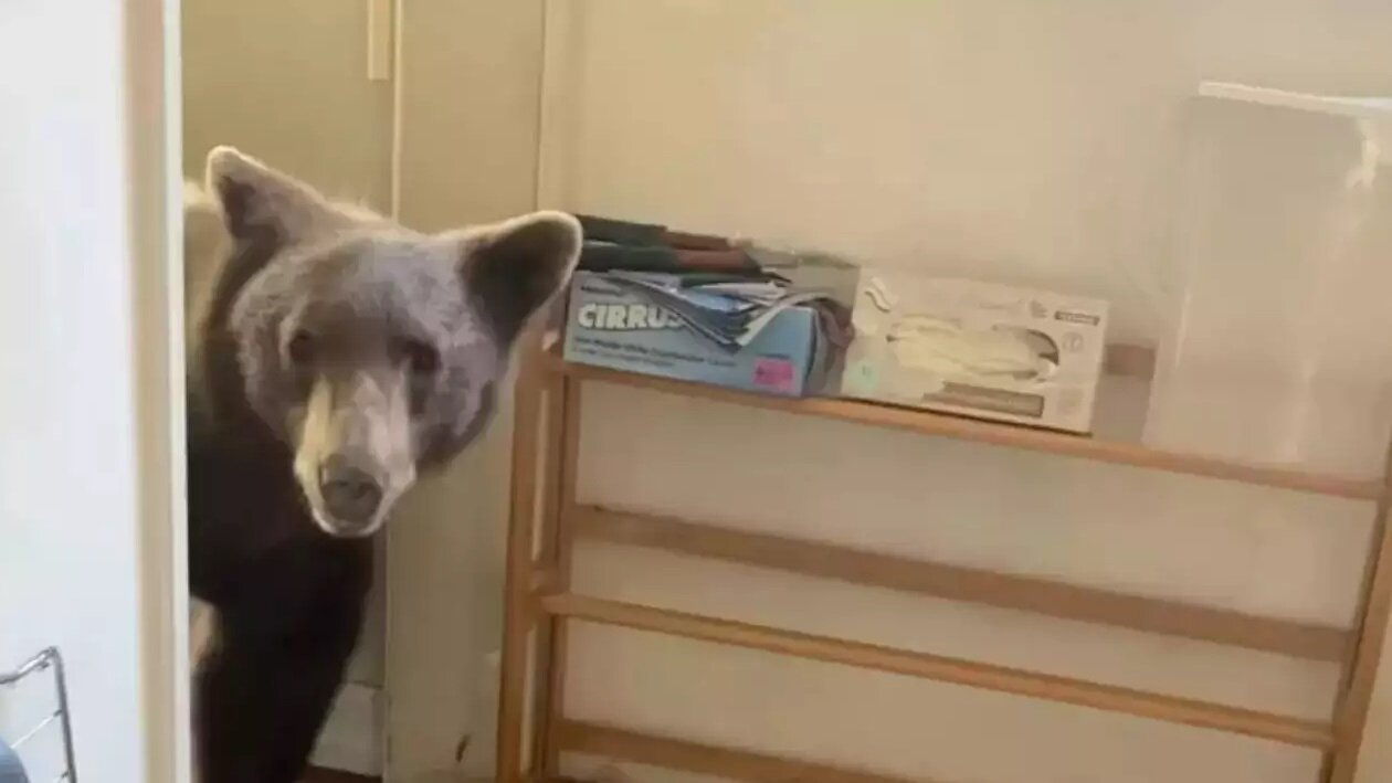 ورود خرس به آشپزخانه/ عکس