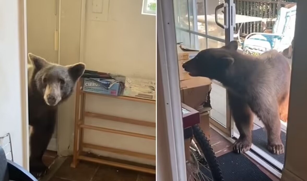 ورود خرس به آشپزخانه/ عکس