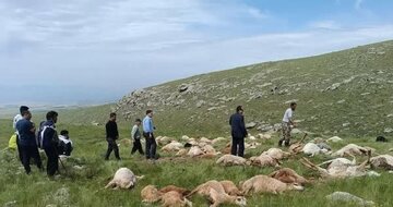کاری که رعد و برق با 79 گوسفند کرد / آخرین وضعیت سلامتی این دو چوپان