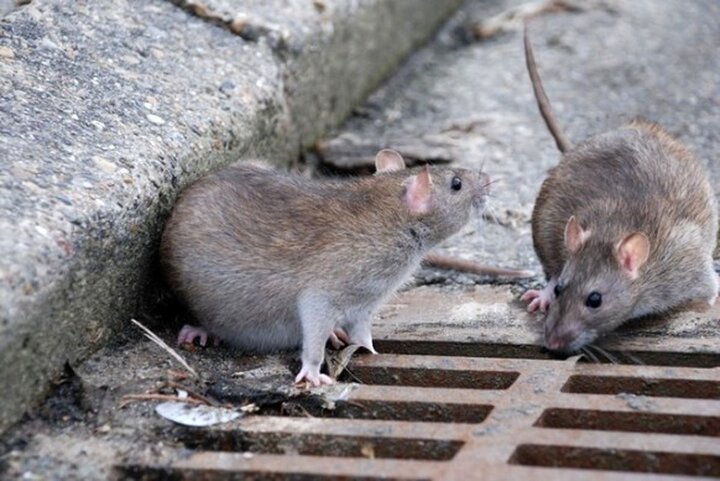 ببینید | زندگی سخت مردم غرب تهران با موش‌های ۳ کیلویی!
