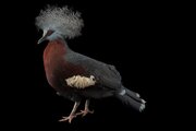 گزارش تصویری| کبوتر ۱۰۰ میلیارد تومانی و دیگر کفترهای نادر جهان
