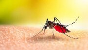 مهم ترین عامل شیوع پشه آئدس و تب دنگی/ ممکن است مالاریا و جذام دوباره بیدار شوند