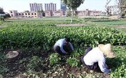 توضیحات دادستان تهران درباره استفاده از پساب‌های فاضلاب برای آبیاری محصولات کشاورزی در تهران