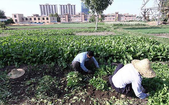 - توضیحات دادستان تهران درباره استفاده از پساب‌های فاضلاب برای آبیاری محصولات کشاورزی در تهران