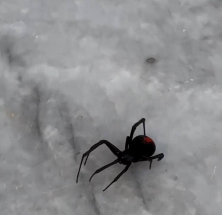 مشاهده یکی از سمی‌ترین عنکبوت‌های دنیا در جزیره قشم/ بیوه سیاه چه شکلی است؟