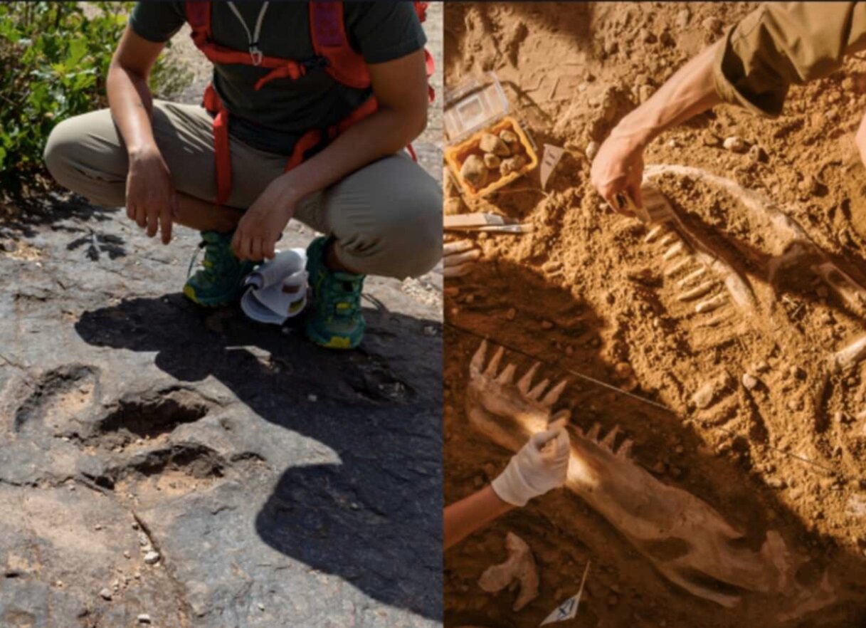 کشف فسیل دایناسور تی‌رکس توسط سه پسربچه/ عکس