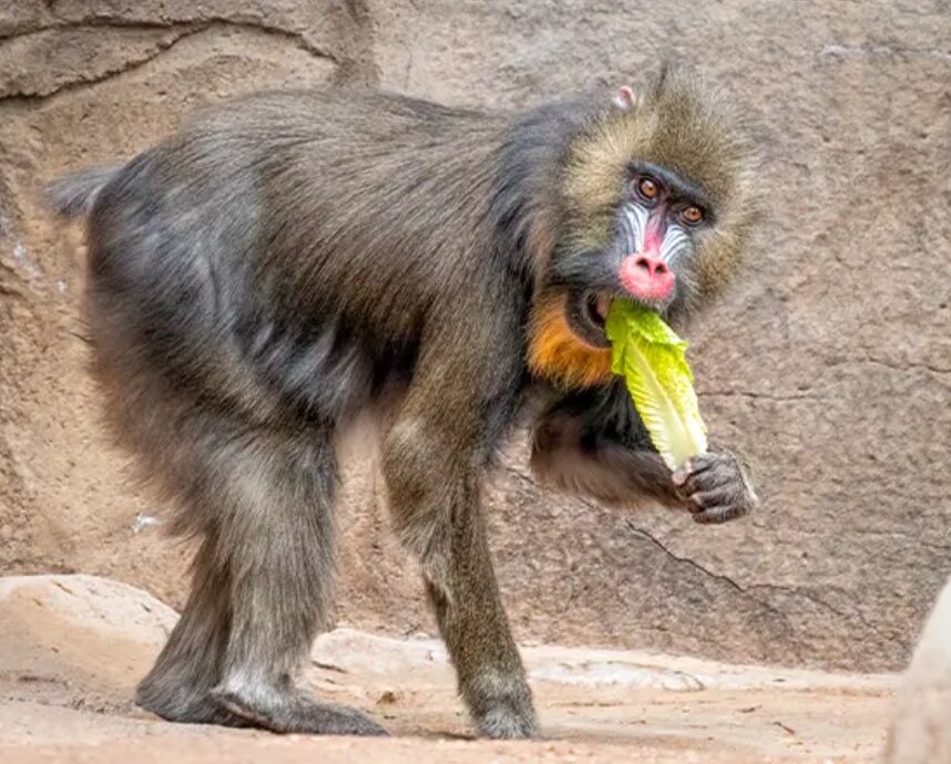 پیرترین شاه‌بابون دنیا در باغ‌وحش آریزونا با 37 سال سن / عکس 4
