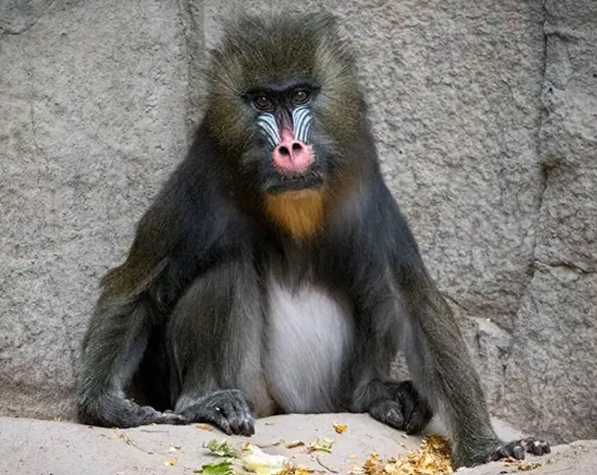 پیرترین شاه‌بابون دنیا در باغ‌وحش آریزونا با 37 سال سن / عکس 3