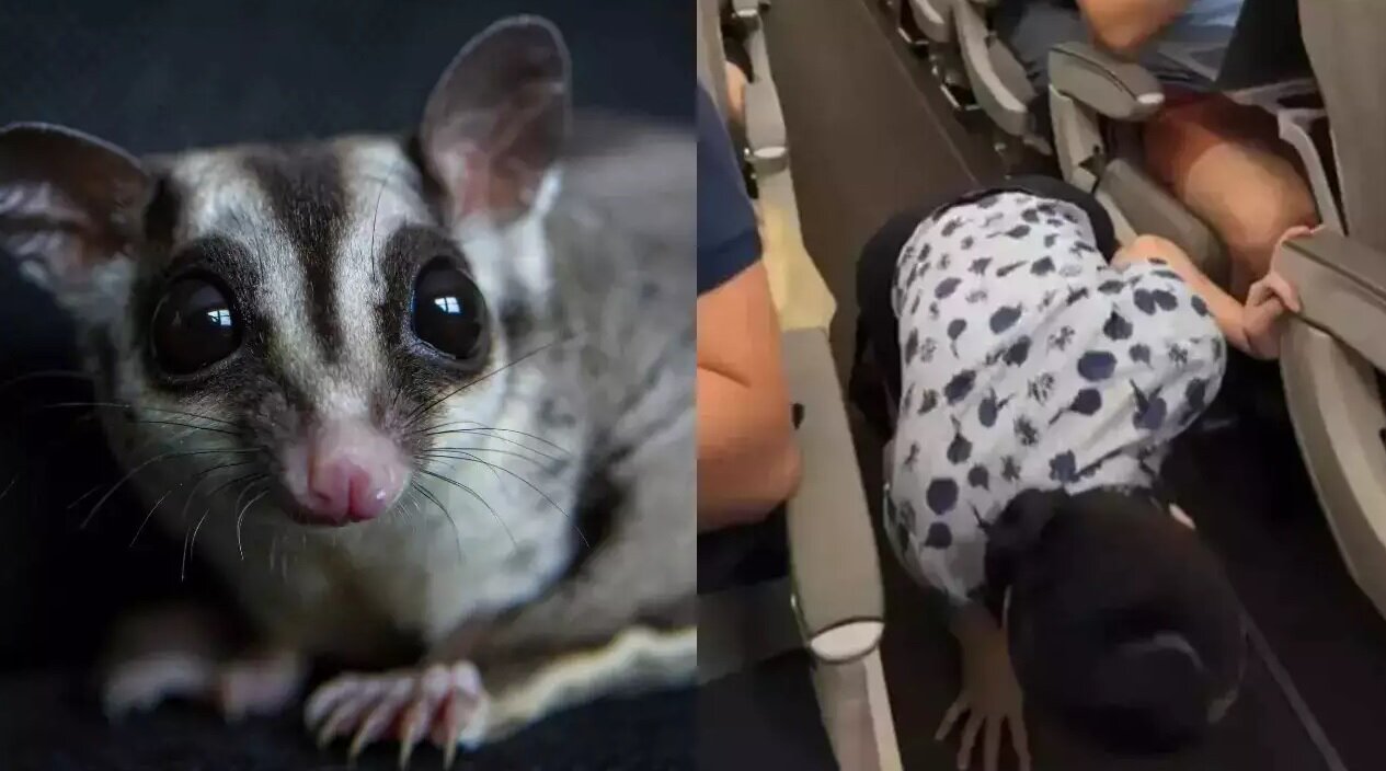 تاخیر در پرواز هواپیما بخاطر این موجود عجیب/ عکس