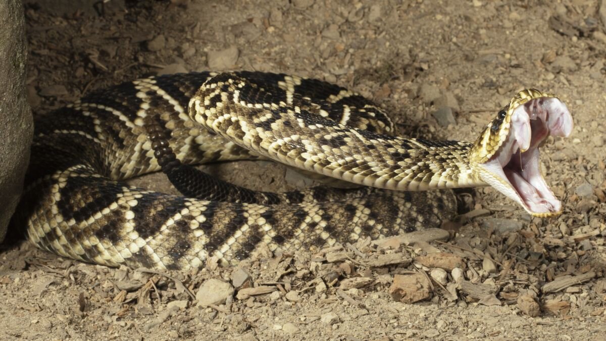 گزارش تصویری | وحشتناکترین و مرگبارترین مارهای جهان