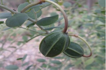 از «تولید نهال و نشاء خاویار گیاهی برای جلوگیری از ریزگرد در کشور» تا «بومیسازی دستگاه اسکن دقیق زیرسطح زمین»