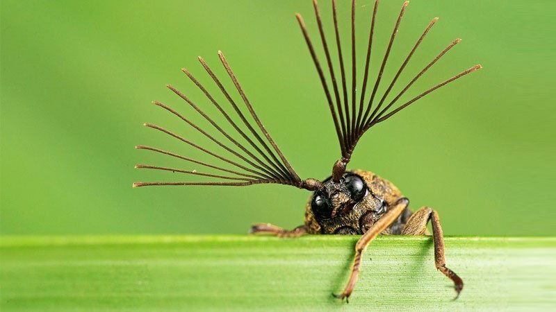 ببینید | عجیب‌ترین حشرات دنیا با ابعادی باورنکردنی!