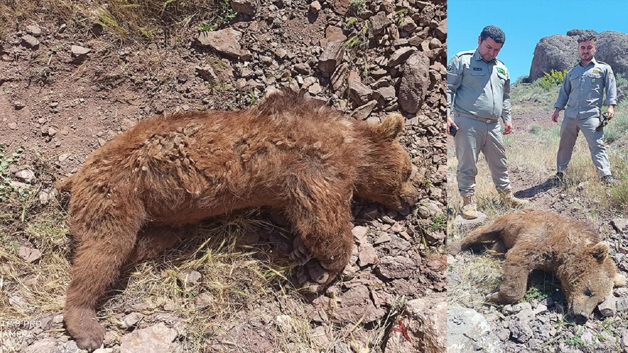 عکس غم‌انگیز از کشته شدن خرس قهوه‌ای بر اثر برخورد با خودرو/ عکس