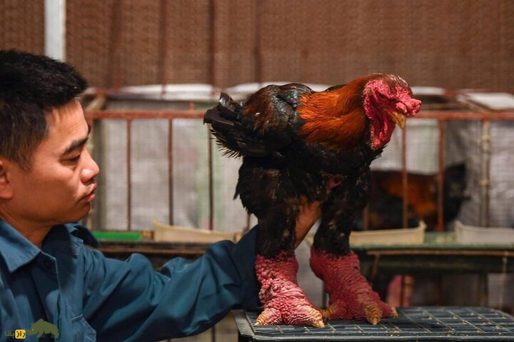 مرغ دونگ تائو