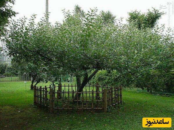 عکس | درختی که نیوتن در سال 1665 زیر آن نشست و قانون جاذبه کشف شد!