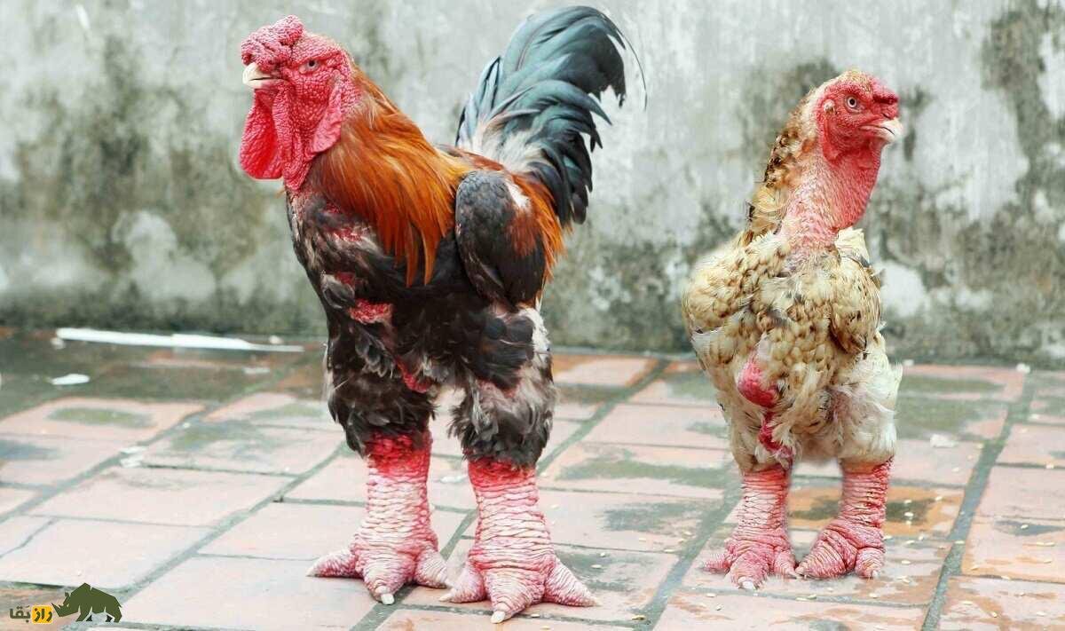 مرغی که گوشت پاهایش ۱۲۰میلیون تومان قیمت دارد!