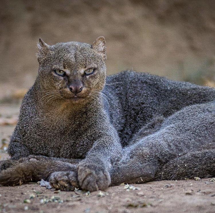 جگواروندی، گربه ترسناکی که سوت میزند، جیکجیک میکند و ۱۳ صدای متفاوت درمیآورد!/ عکس