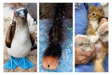 گزارش تصویری | حیواناتی که شکل پای آن‌ها خیلی عجیب است!