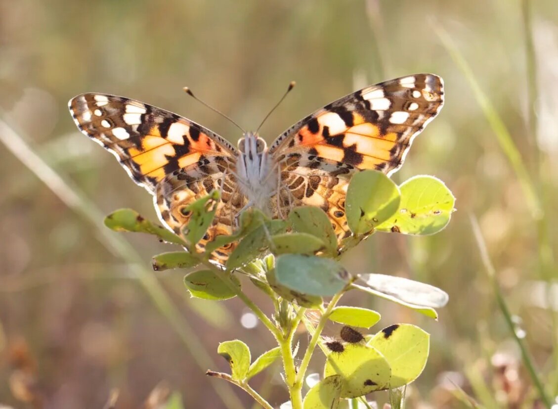 این پروانه کوچک رکورد مهاجرت را شکست: ۴۰۰۰ کیلومتر در ۸ روز، یکنفس / عکس