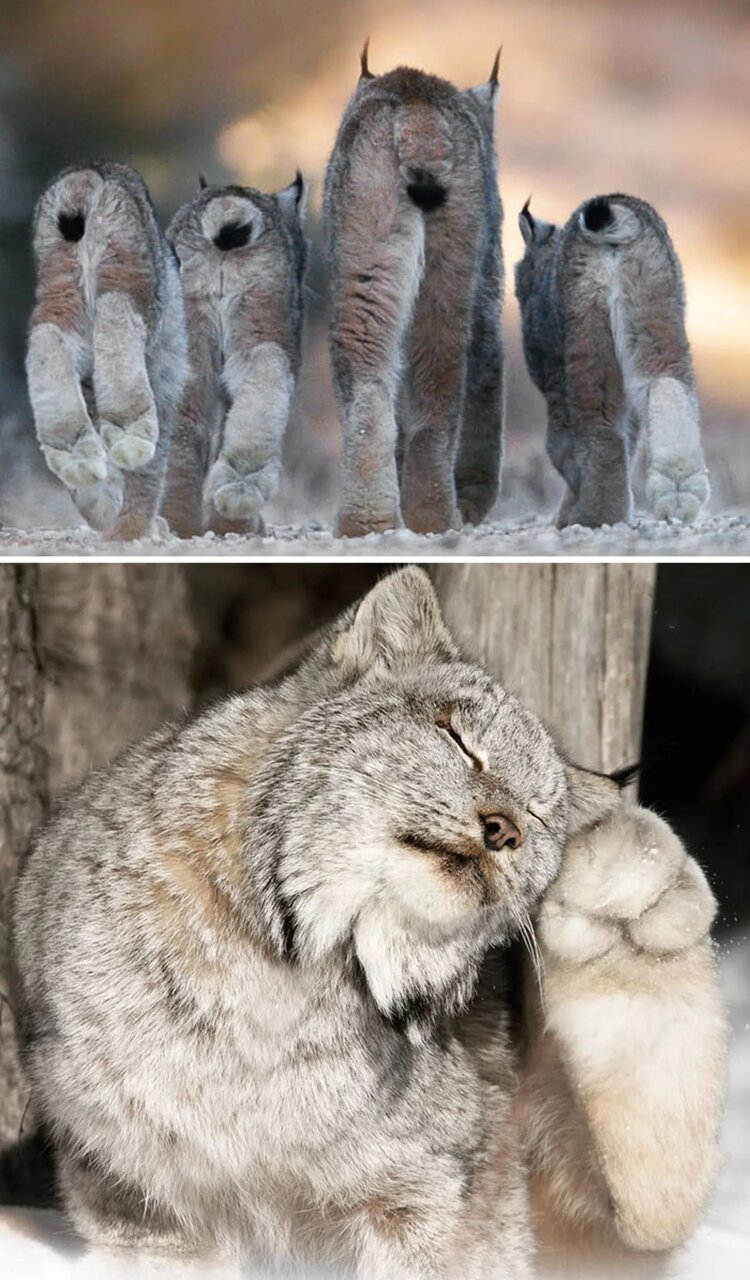 حیواناتی که شکل پای آن‌ها خیلی عجیب است!