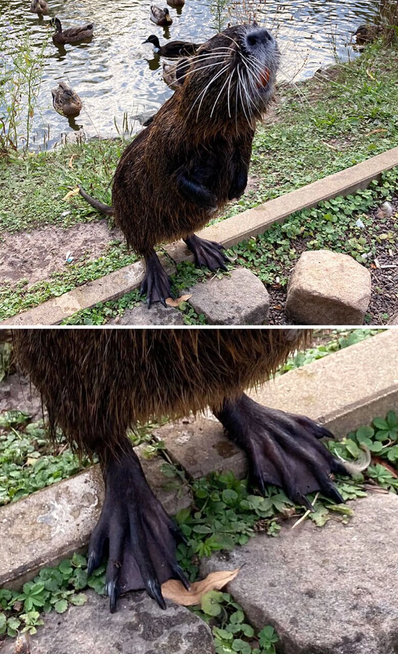 حیواناتی که شکل پای آن‌ها خیلی عجیب است!