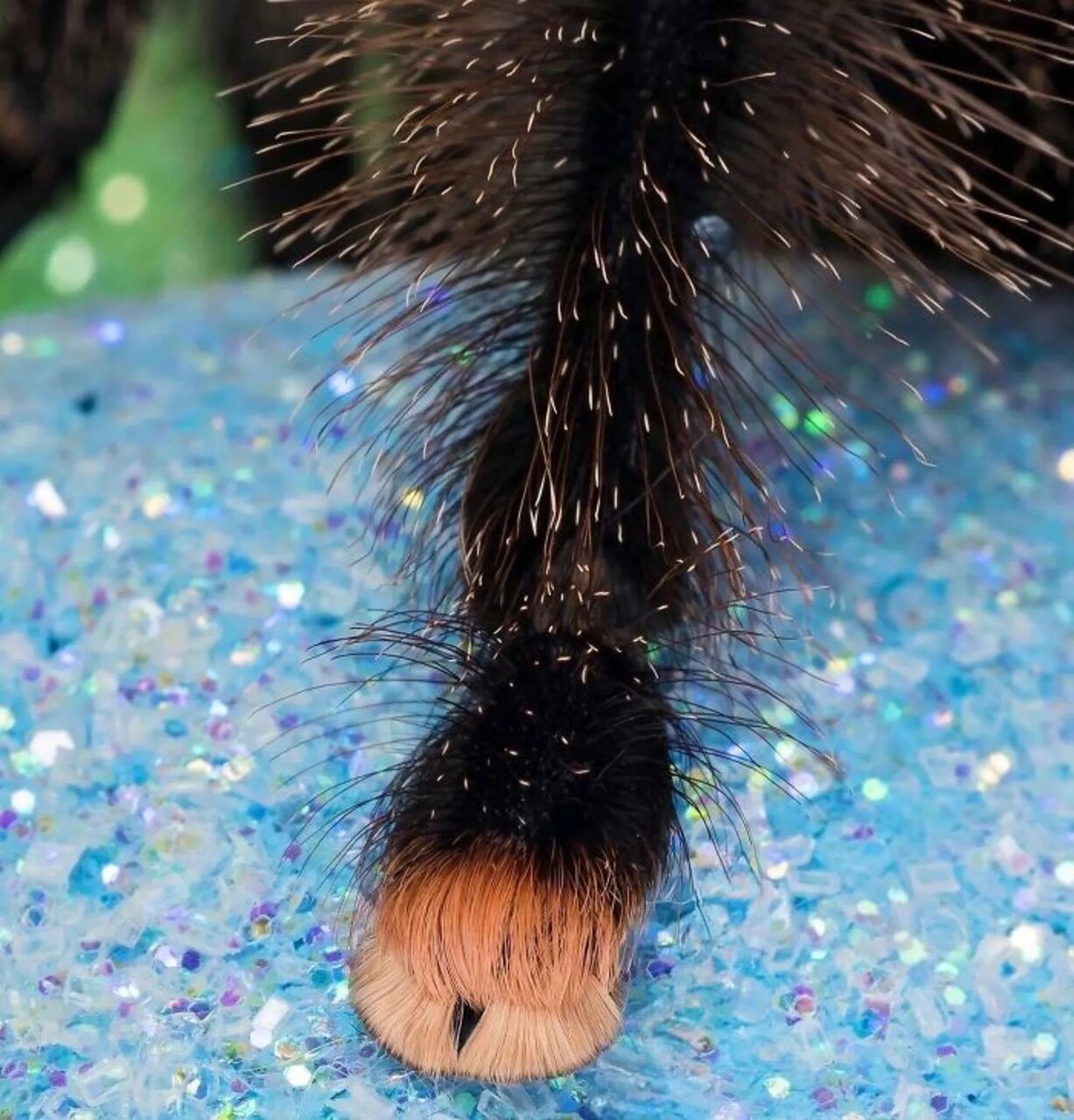 گزارش تصویری | حیواناتی که شکل پای آن‌ها خیلی عجیب است! 8