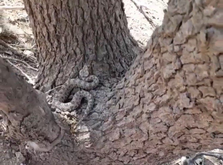 مشاهده یک گونه از سمی‌ترین مارهای جهان در  روستای آگره بید