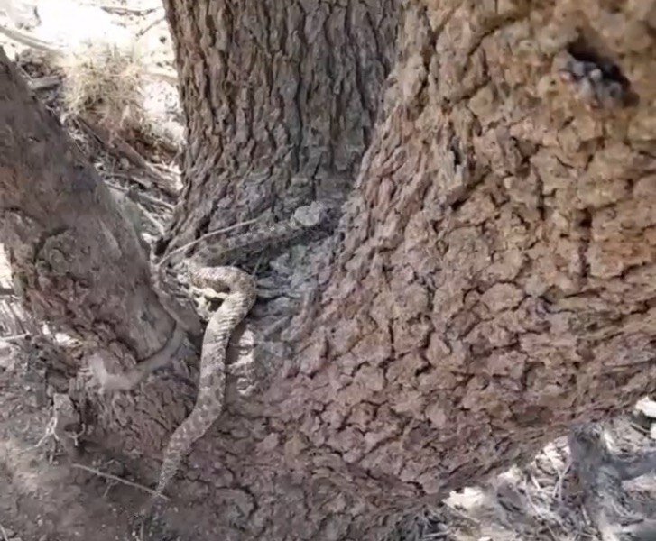 مشاهده یک گونه از سمی‌ترین مارهای جهان در  روستای آگره بید