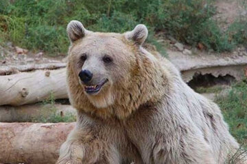 زنده‌گیری خرس قهوه‌ای در شهرستان اقلید