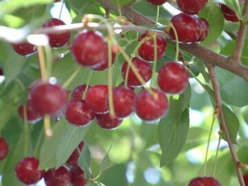 آغاز برداشت آلبالو از باغات قزوین آغاز برداشت آلبالو از باغات قزوین