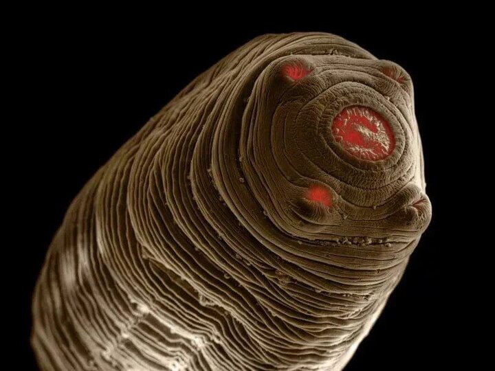 تصاویر حیرت‌آور کرم‌های انگلی که می‌توانند داخل بدن حیوانات خانگی زندگی کنند