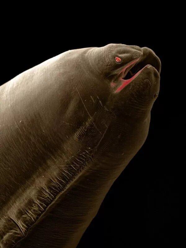 این کرم‌های انگلی ترسناک در بدن حیوانات خانگی زندگی می‌کنند! 2