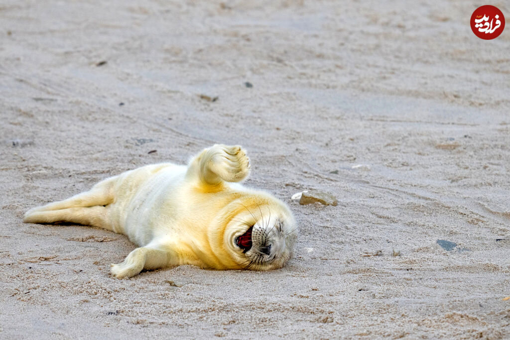 عکس این فُک خندان پربازدید شد