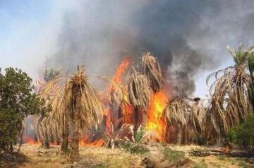 آتش سوزی گسترده در باغات هماگ هرمزگان