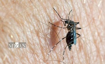 توصیههای سازمان مدیریت بحران تهران برای پیشگیری از «تب دنگی» توصیههای سازمان مدیریت بحران تهران برای پیشگیری از «تب دنگی»