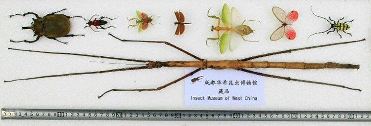 غولپیکرترین حشرات جهان، از چوبک ۶۰ سانتیمتری تا جیرجیرک ۱۰۰ گرمی / گزارش تصویری