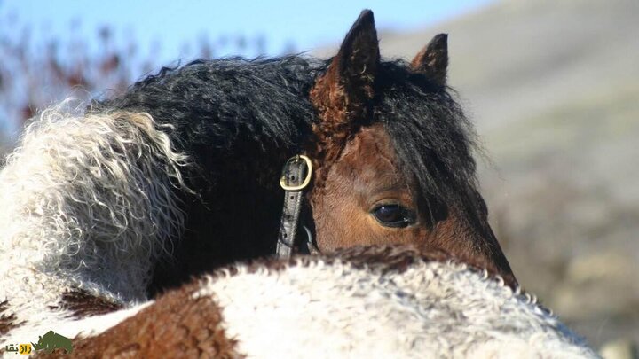 اسب باشقورت