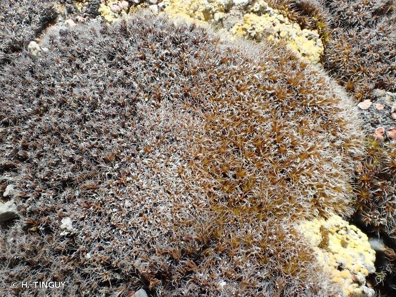 آیا این گیاه تخریبناپذیر میتواند مریخ را سکونتپذیر کند؟