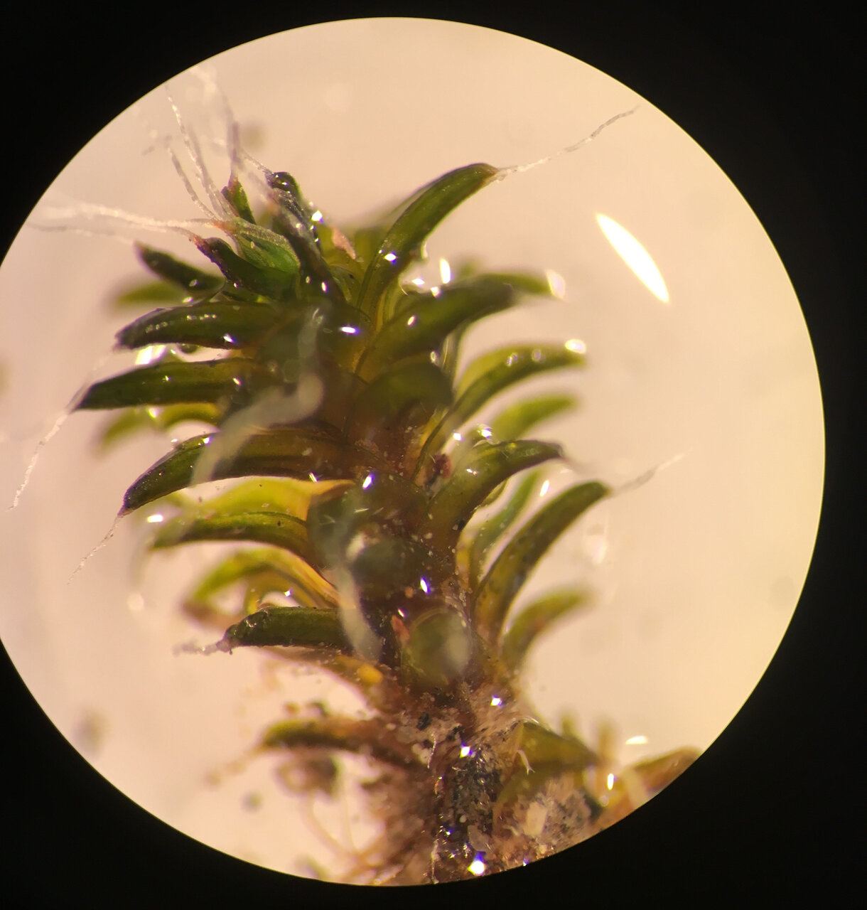 آیا این گیاه تخریبناپذیر میتواند مریخ را سکونتپذیر کند؟