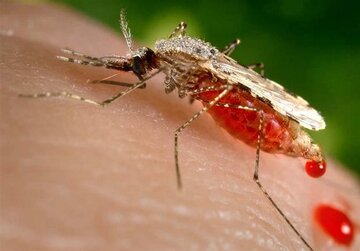 توصیههای مهم به زائران اربعین درباره پشه آئدس توصیههای مهم به زائران اربعین درباره پشه آئدس