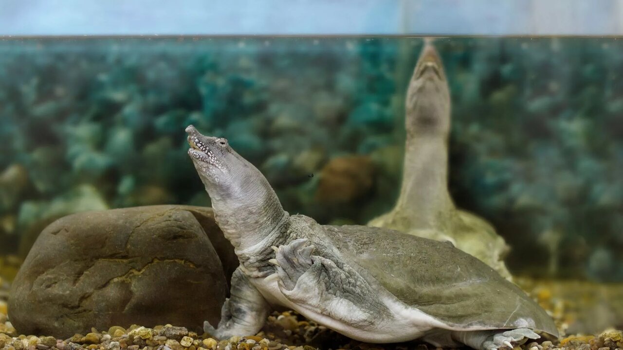 این لاک‌پشت‌ها از راه دهان ادرار می‌کند/ عکس