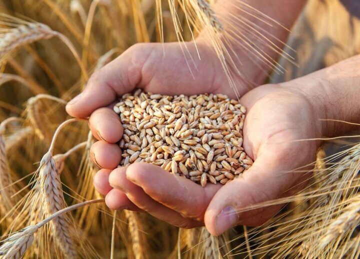 خرید تضمینی گندم توسط تعاون روستایی کرمانشاه از ۷۵ هزار تن گذشت