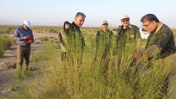 موفقیت پروژه های مدیریت بیابان شهرستان گرمسار در کاهش طوفان های گرد و غبار موفقیت پروژه های مدیریت بیابان شهرستان گرمسار در کاهش طوفان های گرد و غبار