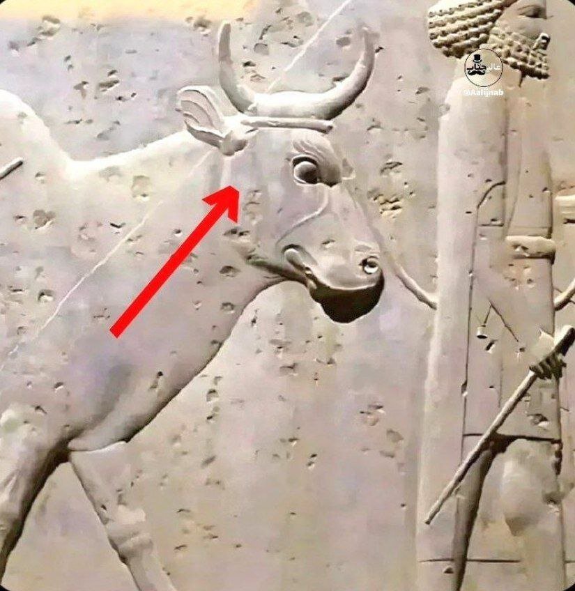 عکس | سندی از فرهنگ شگفتانگیز ایران در تخت جمشید؛ تغییر جای بستن طناب به گاو برای عدم آسیب زدن به حیوانات