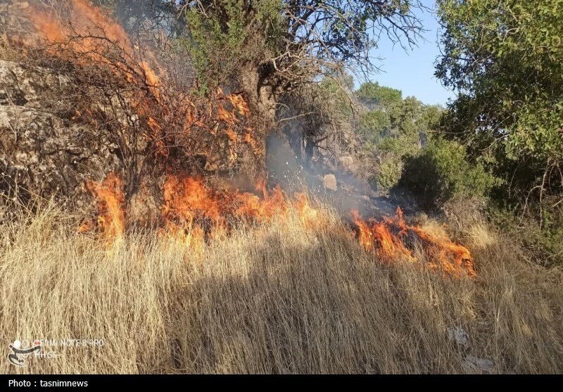 این جنگل همچنان در آتش میسوزد