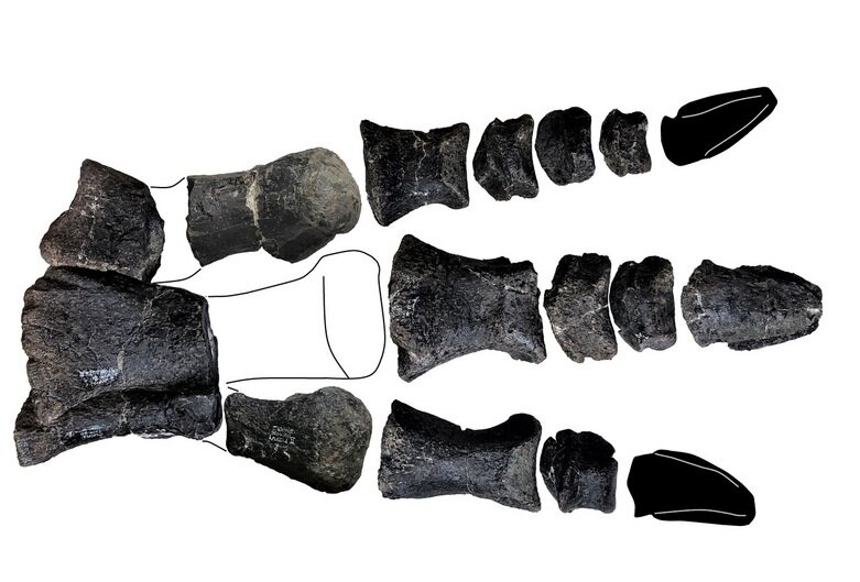 کشف بزرگترین دایناسور یک قرن اخیر در انگلیس/ حیوان غولپیکری که گلهای میزیسته است!