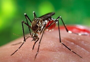 مورد ابتلا به تب دنگی در جاسک گزارش نشده است مورد ابتلا به تب دنگی در جاسک گزارش نشده است