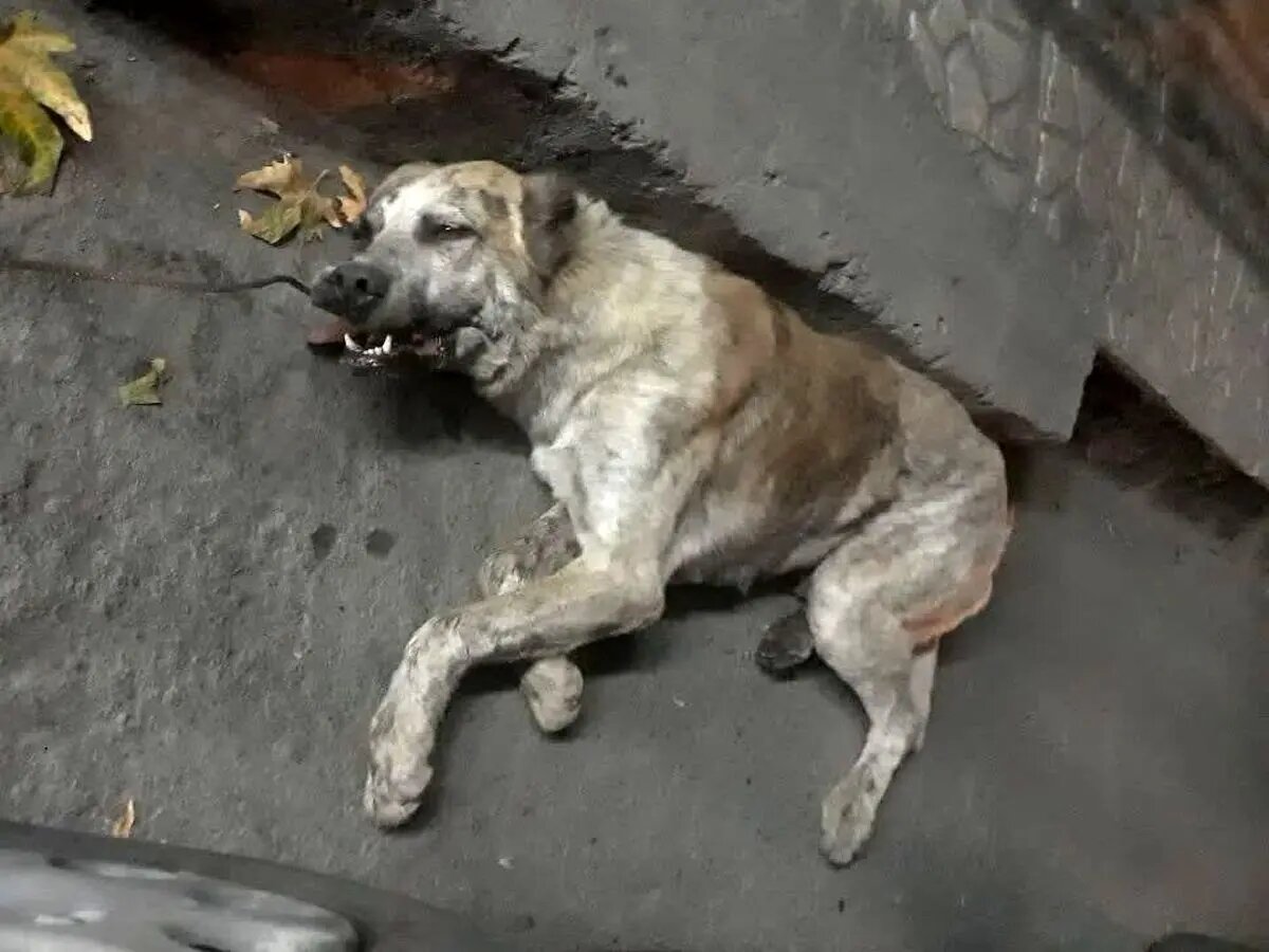 انتشار ویدئویی از دار زدن یک قلاده سگ در حوالی چالوس/ مسئولان اظهار بی‌اطلاعی کردند